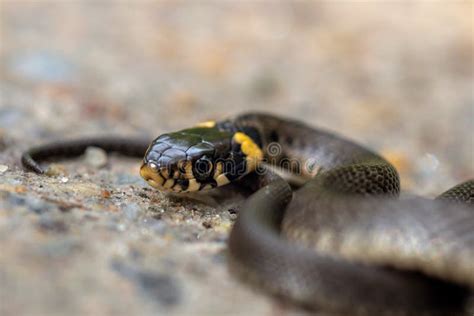 Cierre Detallado De Una Serpiente De Hierba Arrastrándose En La Arena