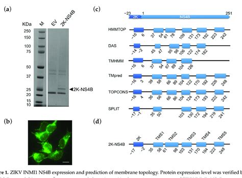 Zikv Inmi1 Ns4b Expression And Prediction Of Membrane Topology Protein