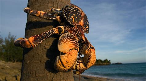 Seabird Eating Monster Crabs Are Chatty During Sex Live Science