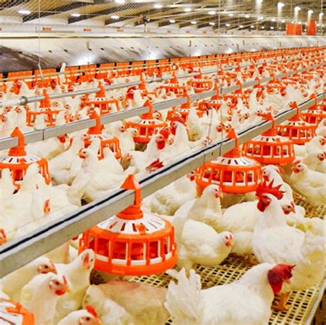 Layer Poultry Housing Modern Farming Methods