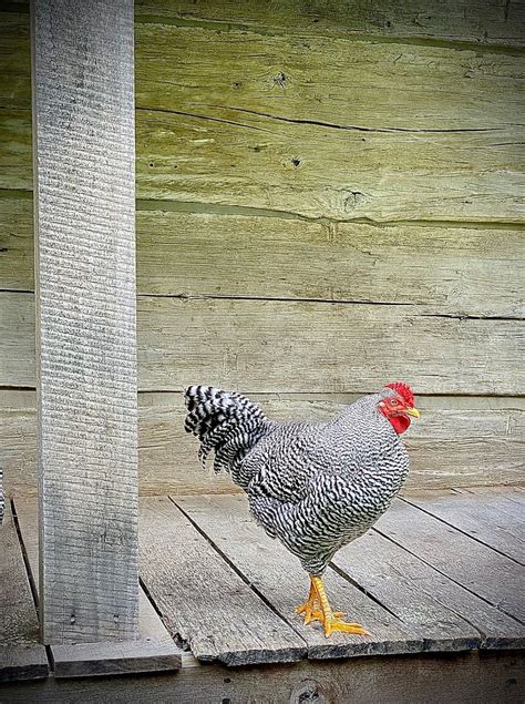 Homeplace 1850s Working Farm Free Photo Rawpixel