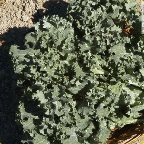 Everwilde Farms 1 4 Lb Siberian Dwarf Kale Seeds Gold Vault Bulk Seed Packet