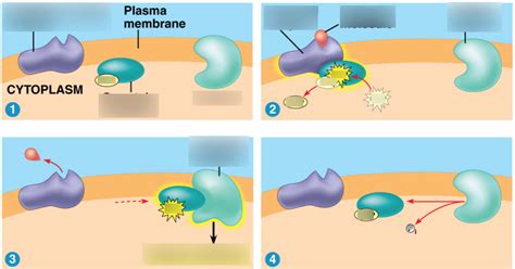 G Protein Coupled Receptors Diagram Quizlet