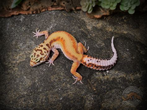 Red Stripe Leopard Gecko Traits Morphpedia