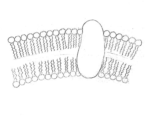 DRAW IT NEAT: How to draw plasma membrane (Cell membrane)