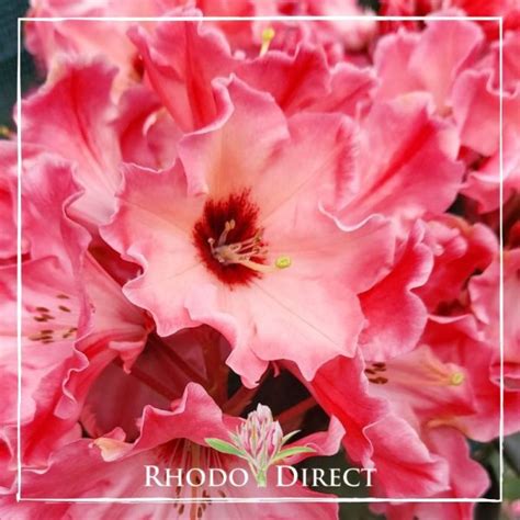 Rhododendron Willets Rhododirect Buy Rhododendrons Online In New Zealand