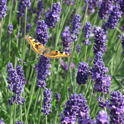 How To Grow And Care For Munstead Lavender, 44% OFF