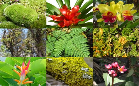 Biodiversidad Del Ecuador Flora De La Regi N Natural Interandina