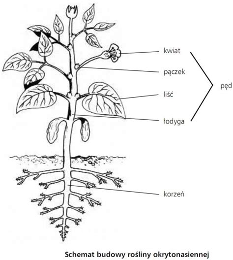 Ro Liny Nasienne Ro Liny Okrytonasienne Biologia Opracowania Pl