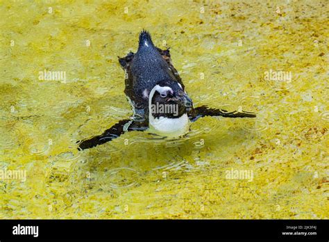 African penguin (Spheniscus demersus), also called the black-footed