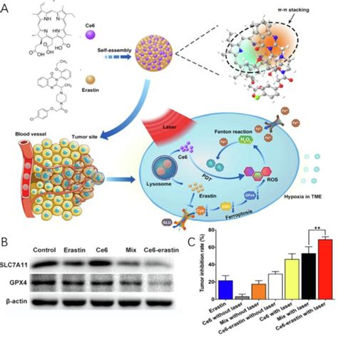 A Schema Of The Construction Of Ce6 Erastin Nanoparticles And