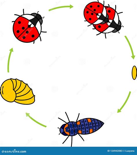 Life Cycle Of Ladybug Stages Of Development Of Ladybug From Egg To