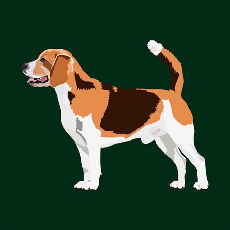 Premium Vector Vector Illustration Beagle Dog Breed