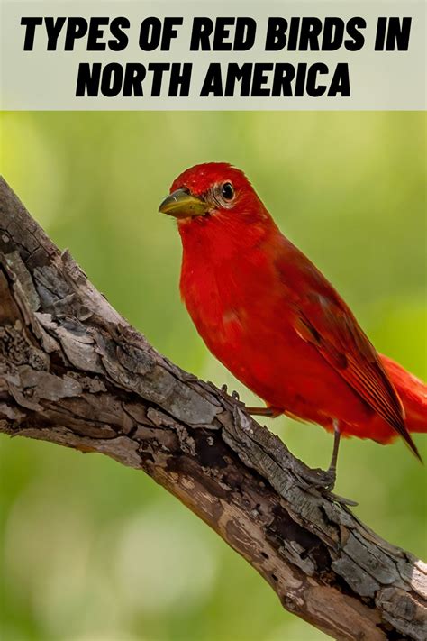 10 Types Of Red Birds In North America With Pictures