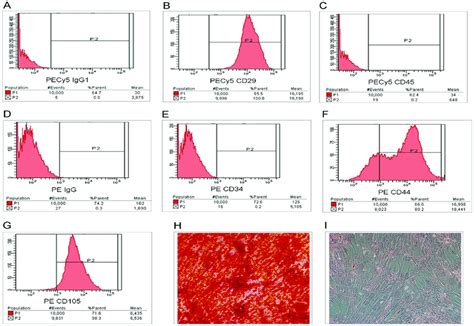 Characterization And Differentiation Of Huc Mscs A G Flow Cytometric