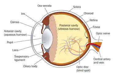 OPT 112 Cow Eye Dissection Flashcards Quizlet