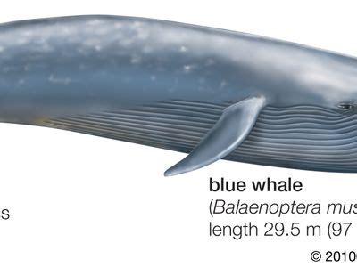 blue whale | Facts, Habitat, & Pictures | Britannica