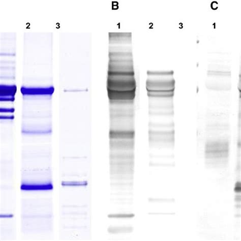 Immunoblotting Analysis Of Trypanosoma Rangeli Trypomastigote T