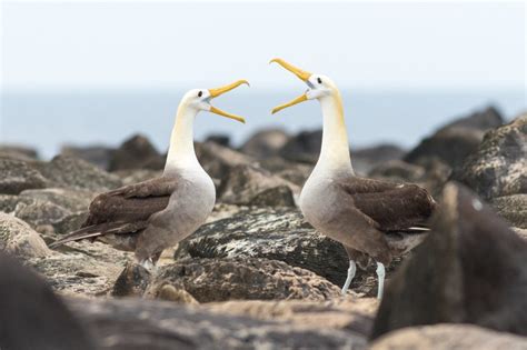 Por qué suceden los divorcios entre los albatros National