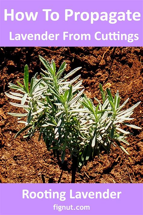 Pruning Lavender A Step By Step Guide Artofit