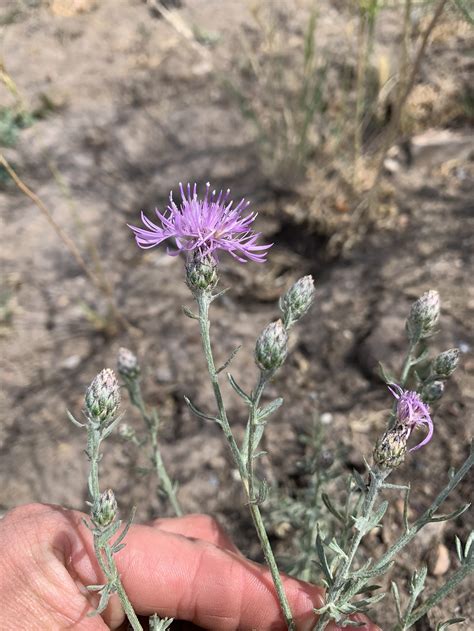 Knapweed And Yellow Starthistle Control Program Summit Cwma