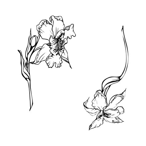 flores de orquídeas de tinta vectorial dibujadas a mano tallos hojas