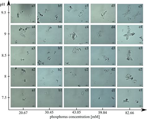 The course of struvite crystals growth in artificial urine with ...