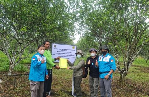 Pengembangan Tanaman Hortikultura Fokus Pada Jenis Buah Buahan