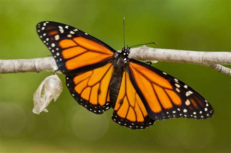 Mariposa Monarca Rompecabezas En L Nea