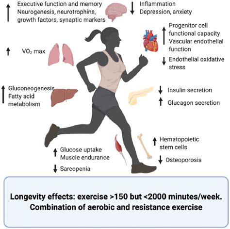 Effects Of Exercise Upon The Aging Process Of Different Organs And