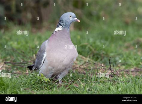 Woodpigeon Columba Palumbus Adult On The Ground Stock Photo Alamy