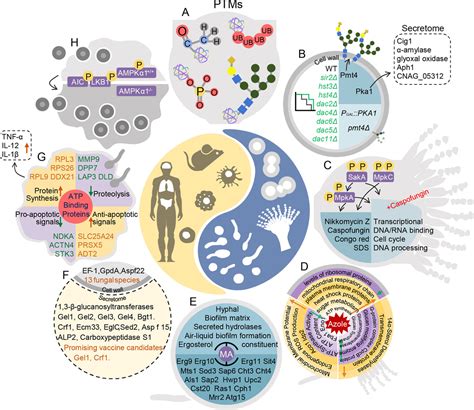 Frontiers Pathogen Host Interaction Repertoire At Proteome And