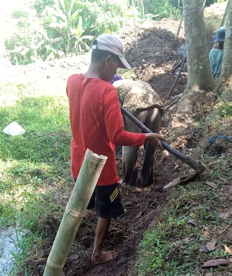 Berita Magelang Petani Bandongan Bangun Prasarana Produksi Pertanian