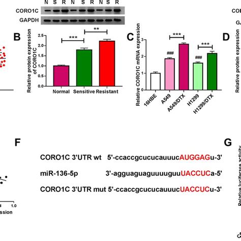 Mir 136 5p Directly Targeted The 3′utr Of Coro1c Coro1c Mrna And Download Scientific Diagram