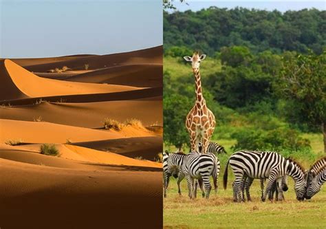 Hace Miles De A Os El Desierto Del Sahara Era Una Sabana Verde