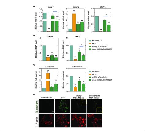 Erb Regulates Matrix Composition In Breast Cancer Cells A