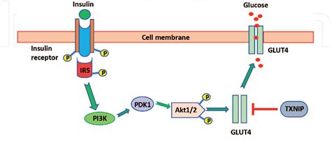 Figure 1 From New Insight Into Metformin Mechanism Of Action And