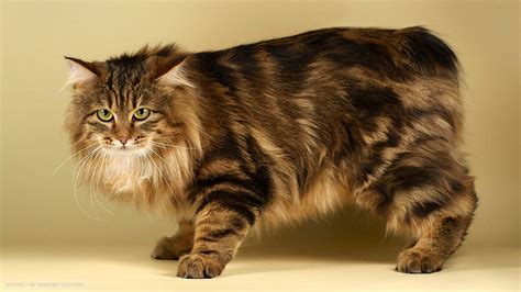 Kurilian Bobtail Cat Wallpapers