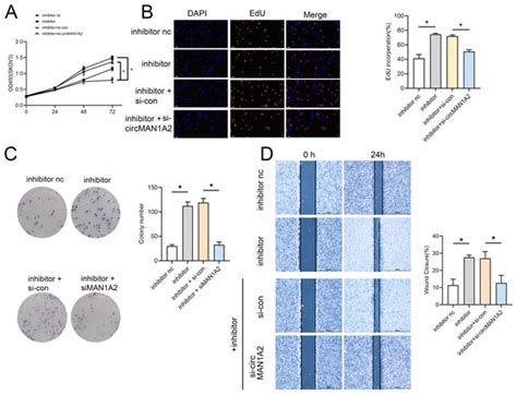 Circular RNA CircMAN1A2 Promotes Ovarian Cancer Progression Through The