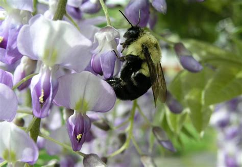 Bumble Wisteria Love Bloom Birds Wisteria