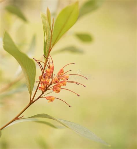 Flor De Ara A Nativa Australiana De Grevillea Del Wildflower Foto De