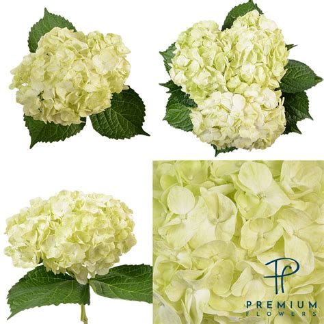 Lemon Green Premium Flowers