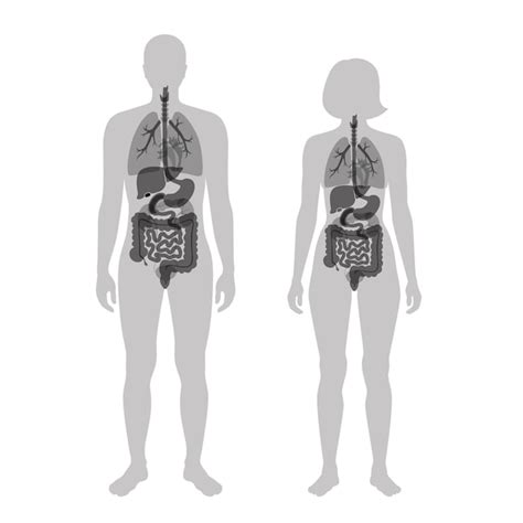 Premium Vector Human Internal Organs In Male And Female Body Flat