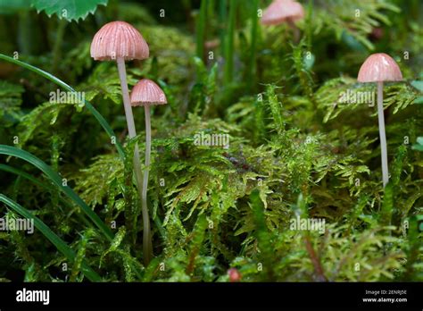 Inedible Mushroom Mycena Rosella In The Spruce Forest Known As Pink