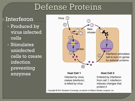 Ppt The Immune System Powerpoint Presentation Free Download Id 1758294