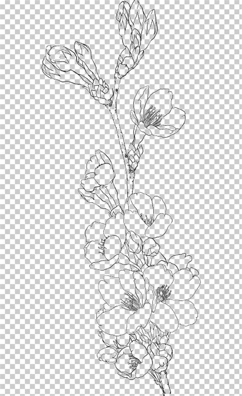 Drawing Coloring Book Line Art Png Clipart Art Blossom Branch