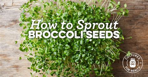 How To Sprout Broccoli And Other Brassica Seeds At Home Cultures For