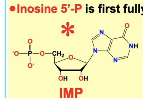 Purine Nucleotide Biosynthesis Salvage And Degradation Flashcards