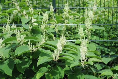 A Guide To Identifying Japanese Knotweed