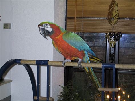 Miliffons Macaw